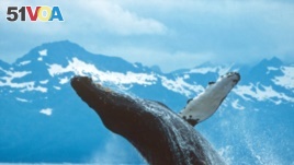 A breaching Humpback Whale in Glacier Bay