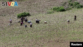North Koreans farm in the field, along the Yalu River, North Korea. A UN agency says drought may be the cause of increased treatment for malnutrition in the country.