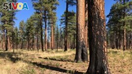 FILE - This Sept. 27, 2017, file photo, shows charred trunks of Ponderosa pines near Sisters, Ore., months after a prescribed burn removed vegetation that could start a wildfire. (AP Photo/Andrew Selsky, File)