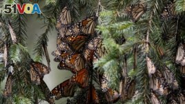FILE - Monarch butterflies rest on a tree at the Sierra Chincua butterfly sanctuary in Angangeo, Michoacan state, Mexico December 6, 2023. (REUTERS/Raquel Cunha/File Photo)