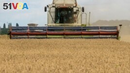 FILE - A combine harvests wheat in a field near the village of Zghurivka in Kyiv region, Ukraine. August 9, 2022. ( REUTERS/Viacheslav Musiienko/File Photo)