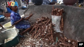 Diseases of Cassava Wreak Havoc in Africa
