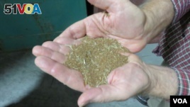 Teff Company co-founder Wayne Carlson shows the tiny grains of teff before cleaning. There are 2,500 to 3,000 grains per gram. (Credit: Tom Banse)