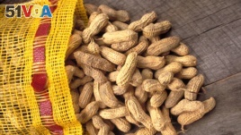 Peanuts are a popular snack. But more and more children are becoming allergic to them. There may be a way to stop that from happening. (AP Photo/U.S. Dept. of Agriculture, Ken Hammond)