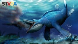 Artist's reconstruction shows the Triassic Period marine reptile Hupehsuchus nanchangensis, based on fossils unearthed in China's Hubei Province. (Shi Shunyi and Long Cheng/Handout via REUTERS)