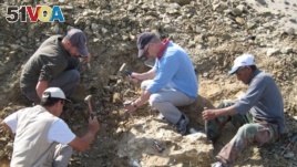 The excavation team works to remove skeleton parts of Peregocetus, in Playa Media Luna, in Peru's desert-like Pisco Basin. (Pisco Basin, Peru). (Photo: C. de Muizon/Royal Belgian Institute of Natural Sciences)