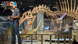 Spinosaurus, a Swimming Dinosaur Bigger than T-Rex