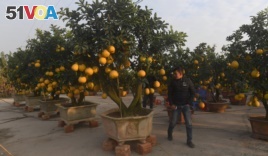 These grapefruit trees on sale near Hanoi, Vietnam.