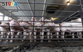 FILE -Pork is one U.S. farm product that has fallen in value since a 62 percent Chinese tariff was imposed.