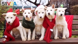 South Korea's former president Park Geun-hye's pet dogs are seen in this handout picture provided by the Presidential Blue House and released by News1 on December 24, 2015. 