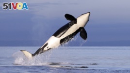 A female resident orca whale breaches while swimming in Puget Sound near Bainbridge Island as seen from a federally permitted research vessel Saturday, Jan. 18, 2014. (AP Photo/Elaine Thompson)