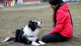 Postdoctoral researcher Laura V. Cuaya talks to her dog Kun-kun, an 8-year-old Border Collie, at the Ethology Department of the Eotvos Lorand University in Budapest, Hungary, January 5, 2022. (REUTERS/Bernadett Szabo)