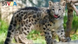 In this Tuesday, Sept. 12, 2017, photo, an endangered snow leopard cub explores it's enclosure the Los Angeles Zoo, in California. (AP Photo/Richard Vogel)