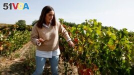 Agricultural engineer Maria Santolaya examines vines in a research vineyard in Haro, Spain, October 6, 2022. (REUTERS/Vincent West)