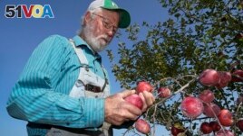George Naylor looks over organic apples grown on his farm on September 13, 2022, near Churdan, Iowa. (AP Photo/Charlie Neibergall)