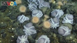 FILE - This 2019 image from video provided by MBARI shows female pearl octopuses nesting at the 