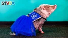 LiLou the pig helps travelers relax at the San Francisco airport.