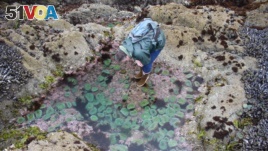 UC Davis Professor Eric Sanford looks at a tidepool full of giant green anemones, a common species to the area, on the Bodega Marine Reserve. (Jackie Sones/UC Davis)