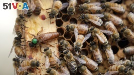 In this Aug. 7, 2019, file photo, the queen bee (marked in green) and worker bees move around a hive at the Veterans Affairs in Manchester, N.H. (AP Photo/Elise Amendola, File)