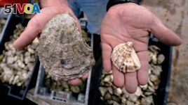 The difference between a standard oyster, and an 'ugly' oyster. (AP Photo/Charles Krupa)
