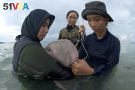 In this Thursday, May 23, 2019, photo, officials of the Department of Marine and Coastal Resources feed milk to Marium, a baby dugong separated from her mother, on Libong island, Trang province, southern Thailand. (Sirachai Arunrugstichai via AP)