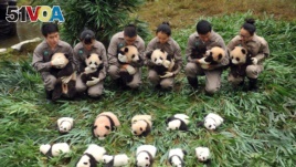 This picture taken on Oct. 13, 2017 shows panda keepers holding cubs to be displayed to the public at the Bifengxia Base of China Conservation and Research Centre of the Giant Panda in Yaan in China's southwestern Sichuan province. (AFP PHOTO)