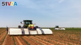 Blue River Technology says its See & Spray system uses machine learning technology to accurately identify and target specific weeds with small amounts of herbicide. (Blue River Technology)