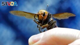 An Asian giant hornet from Japan is held on a pin by Sven Spichiger, an entomologist with the Washington state Dept. of Agriculture, Monday, May 4, 2020, in Olympia, Wash. The insects were found in 2021 closer to Seattle.