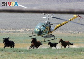 FILE - In this July 13, 2008 file photo a livestock helicopter pilot rounds up wild horses from the Fox & Lake Herd Management Area from the range in Washoe County, Nev.,