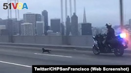 A California police office chasing a chihuahua dog on the Bay Bridge near San Francisco.