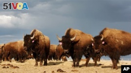 In an April 24, 2012 file photo, a herd of bison are on the Fort Peck Reservation near Poplar, Montana. (AP Photo/Matthew Brown,File)