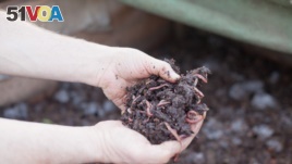 Worms turn food waste into compost to improve the soil. (Alison Klein/VOA)