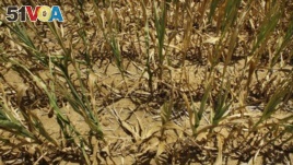 US Faces Worst Drought in 56 Years
