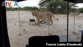 Francie Lubbe took this photo of a lion when it visited her campsite in South Africa.
