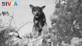 A U.S. Army dog, Chips, who saved the lives of his platoon during the Allied invasion of Sicily in 1943 was posthumously awarded the PDSA Dickin Medal on Jan. 15, 2018.