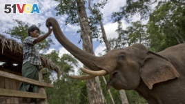 FILE - A mahout touches a tame elephant at a government-owned elephant facility in Kabyin Lwin, northern Sagaing division, Myanmar, June 27, 2016.