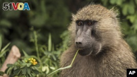 In this file photo taken on Jan. 16, 2015, a  baboon feeds on plants in Lake Manyara National Park on the outskirts of Arusha, northern Tanzania. (AP Photo/Mosa'ab Elshamy)