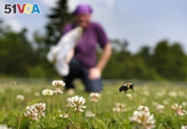 Volunteer Shaina Helsel prepares to capture a bumblebee on a field in Togus, Maine, July 10, 2015.