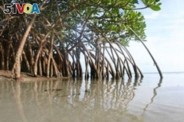 Conservationists say Cameroon is losing about 2,500 hectares of mangroves each year. The resulting erosion and loss of habitat for wildlife also threatens the jobs of up to five million people who live along the coast. (Cameroon Mangrove Network)