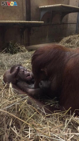Batang and her newborn boy orangutan at just one hour old, at the Smithsonian National Zoo in Washington, D.C.
