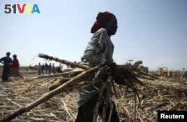 Life Not So Sweet for Nigerian Sugar Farmers