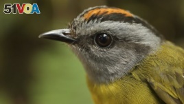 A russet-crowned warbler in the Cerro de Pantiacolla mountain in Peru.