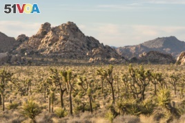 Forests of Joshua trees in the Mojave Desert