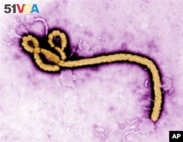 This undated colorized transmission electron micrograph image made available by the CDC shows an Ebola virus virion. (Frederick Murphy/CDC via AP)