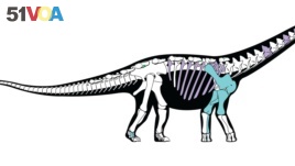 A skeletal reconstruction of the titanosaurian dinosaur Mansourasaurus shahinae from the Late Cretaceous of the Dakhla Oasis, Egypt, is pictured in this undated handout image obtained by Reuters Jan. 29, 2018.