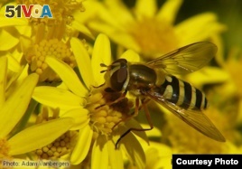 EU Hopes Pesticide Ban Will Halt Bee Decline
