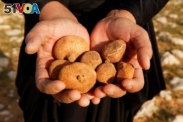 A handful of truffles found in the desert in Samawa, Iraq, February 23, 2021. (Reuters Photo/Alaa Al-Marjani)