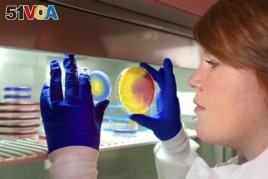 CDC microbiologist, Valerie Albrecht, holds up two plates of methicillin-resistant Staphylococcus aureus (MRSA) in this undated CDC handout photo. The drug-resistant bacterium known as Methicillin-resistant Staphylococcus aureus (Reuters)