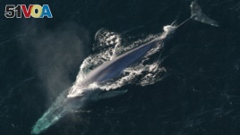 Blue whales are the largest creature to ever have lived on earth. They are from the baleen whale family; their mouths contain baleen rather than teeth.