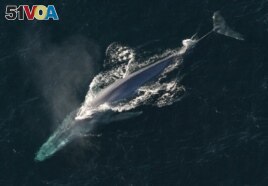 Blue whales are the largest creature to ever have lived on earth.